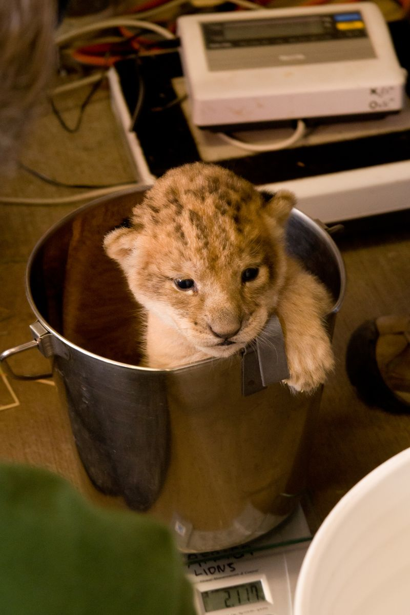 Illustration for article titled ZOMG BABY LIONS!!!